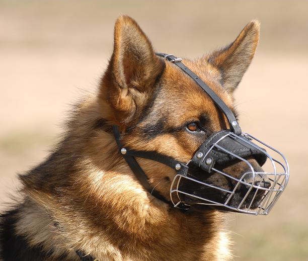 Wie man einen Hund an einen Maulkorb gewöhnt