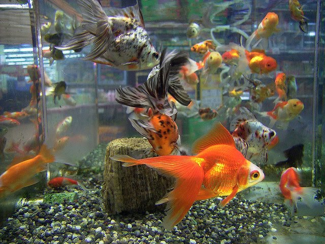 Aquarium Goldfisch