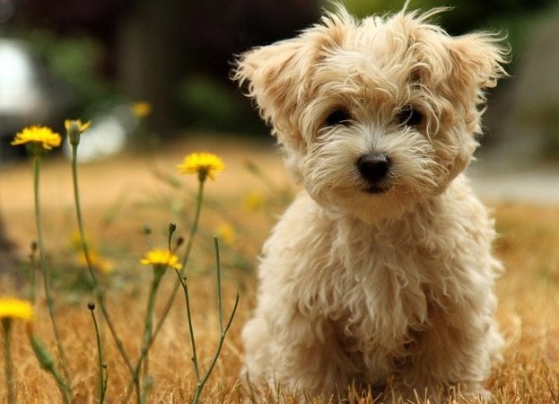 Vorbereitungen gegen Zecken für Hunde