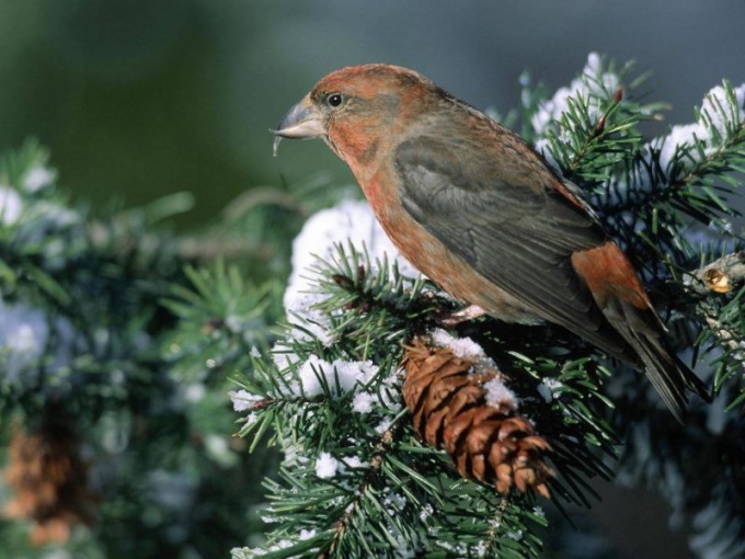 Welche Vögel vermehren sich im Winter?