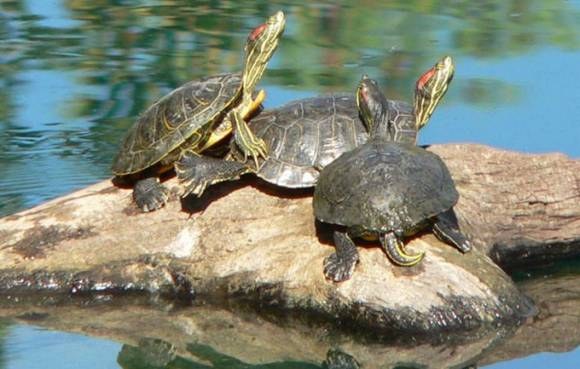 Die rotohrige Süßwasserschildkröte in Gefangenschaft züchten