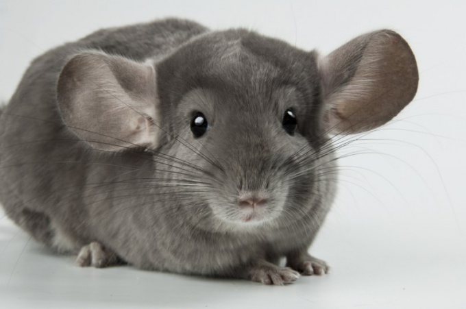 Wie viele Jahre leben chinchillas