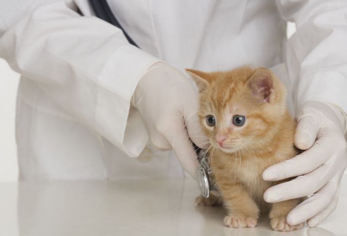 Wie man eine Katze von der Straße nimmt