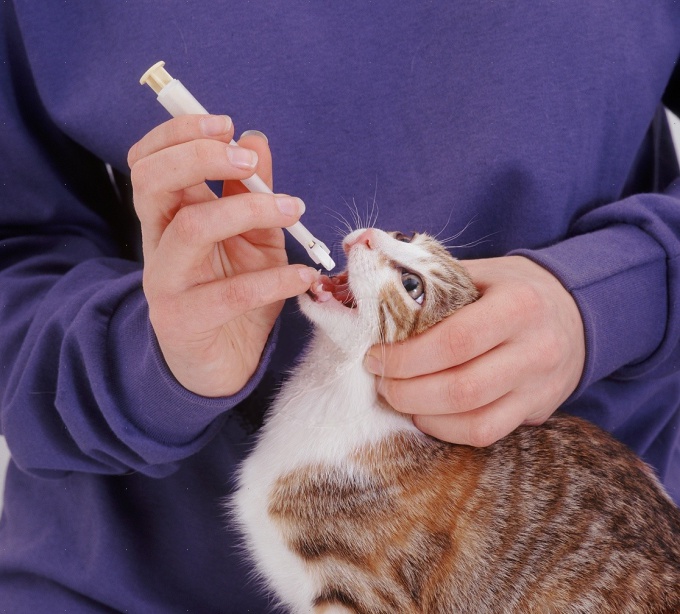 Tipp 1: Wie man Vaseline an Katzen verabreicht