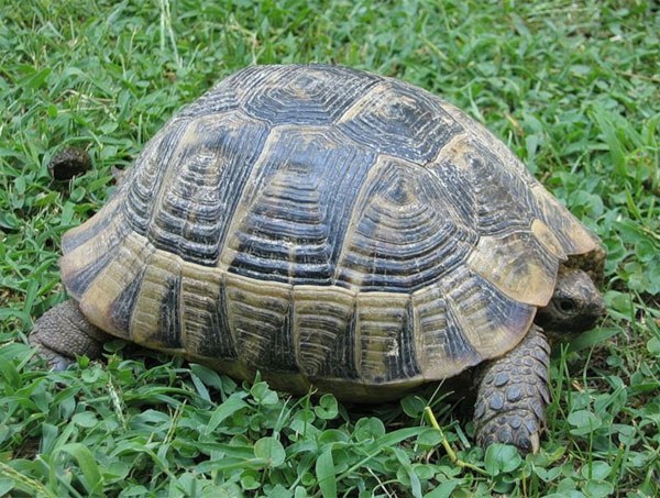 Wie man das Alter und das Geschlecht einer Schildkröte bestimmt