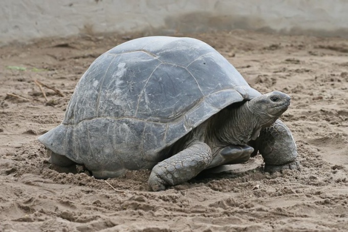 Wie lange lebt eine Landschildkröte?