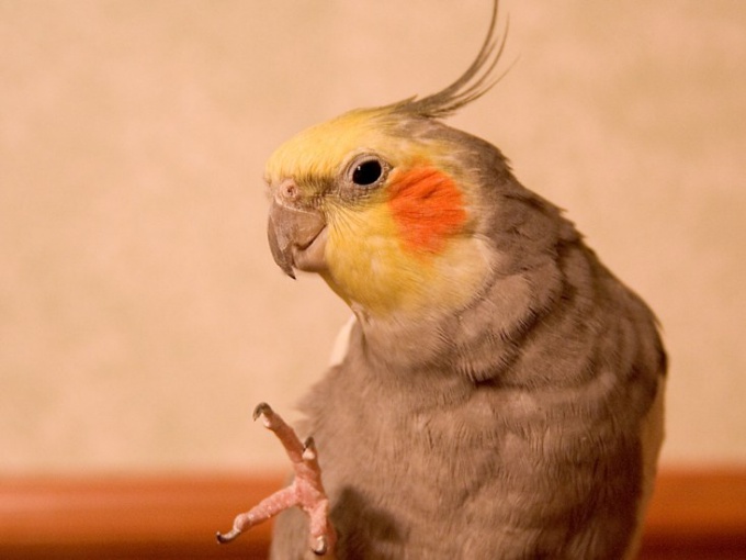 Tipp 1: Wie man das Alter des Papagei Corella bestimmt