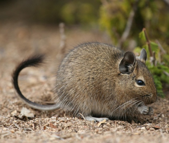 Degu ist ein neues Haustier