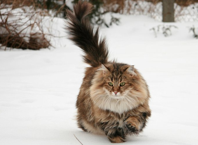 Tipp 1: Wie unterscheidet man eine orientalische Katze von einer siamesischen Katze?