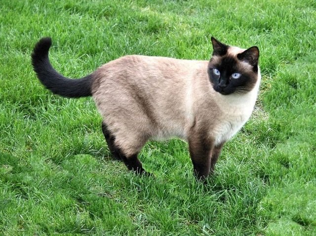 Wie man eine thailändische Katze von anderen unterscheidet