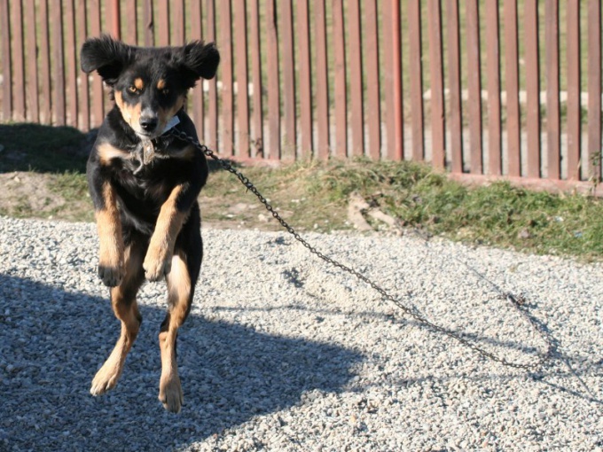 Wie man einen Hund disaccustom, um auf den Eigentümer zu springen