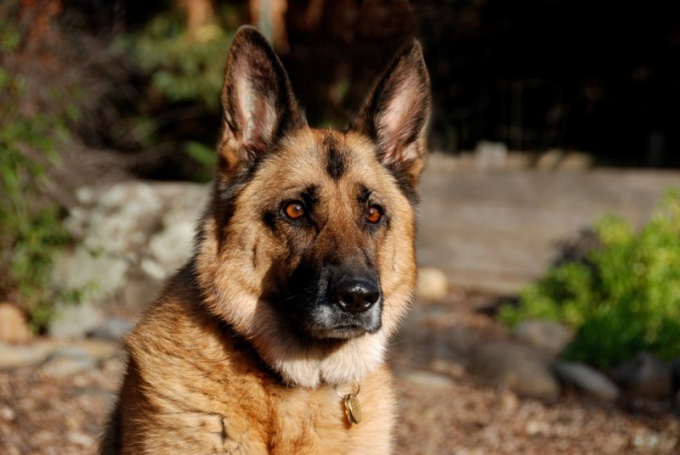 Welcher Hund eignet sich besser zum Schutz des Territoriums