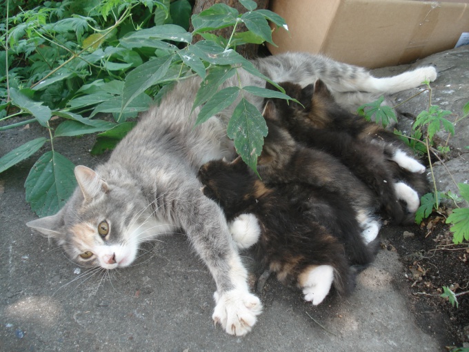 Tipp 1: Wie man Kätzchen ohne Katze füttert