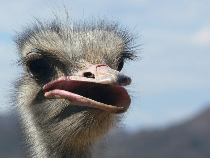 Was ist der größte Vogel auf dem Planeten?