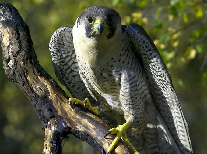 Welcher Vogel fliegt am schnellsten