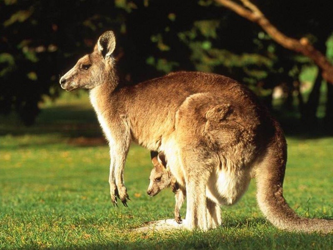 Was sind Tiere in Australien?