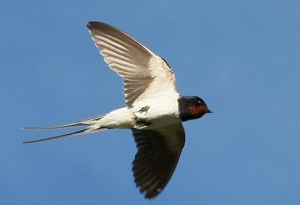 Warum fliegen Schwalben vor dem Regen tief