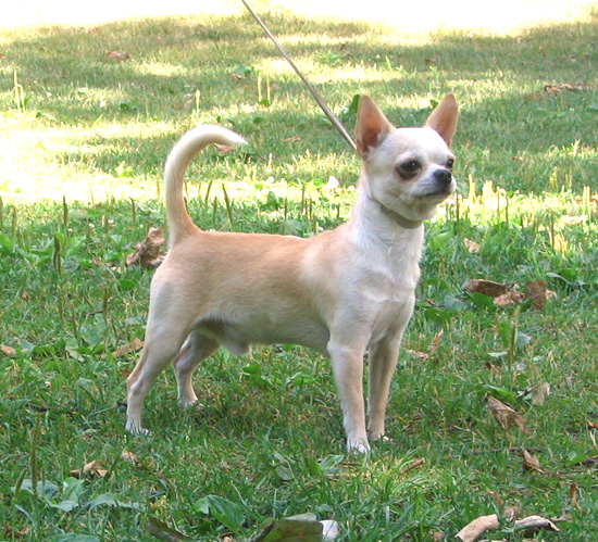 Hundepflege Chihuahua