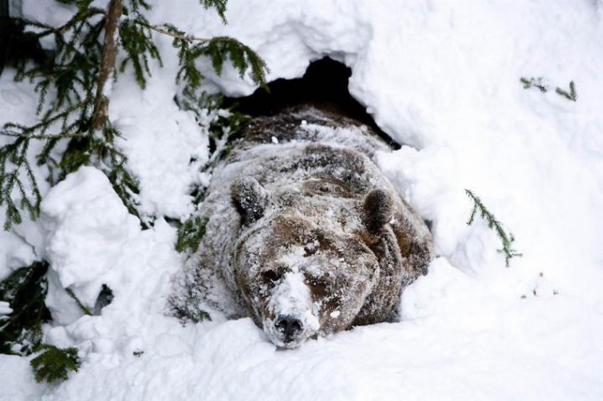 Was für Bären in einen Winterschlaf fallen